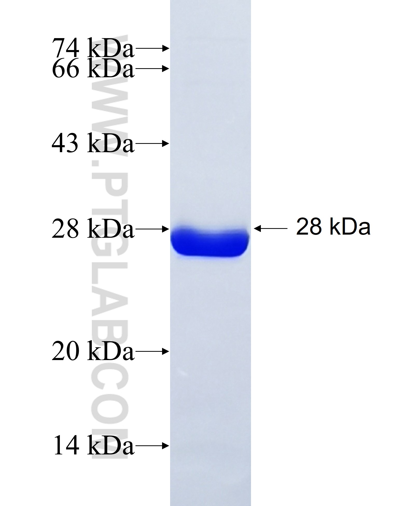 COQ3 fusion protein Ag27745 SDS-PAGE