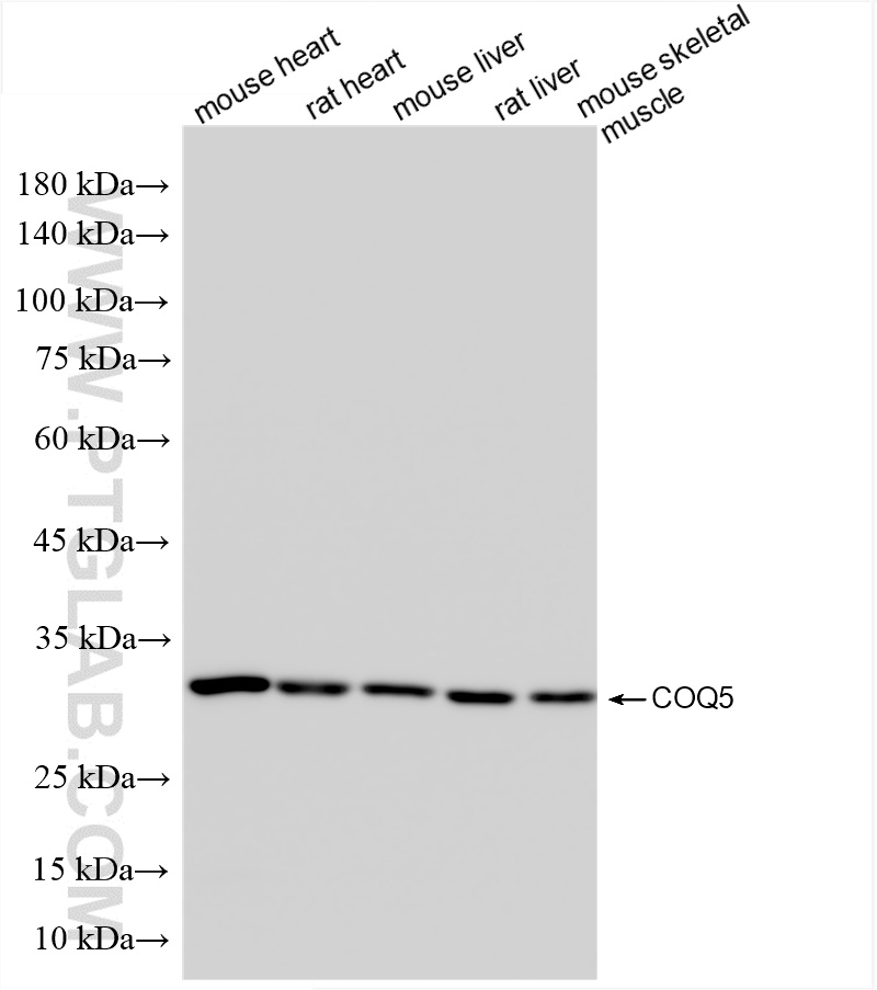 WB analysis using 85890-1-RR