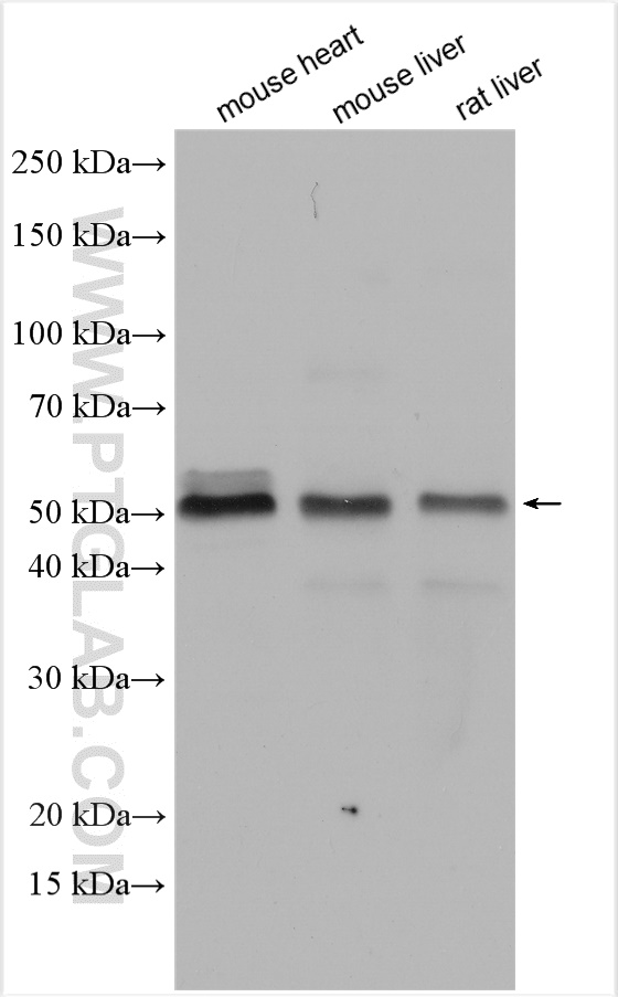 WB analysis using 12481-1-AP