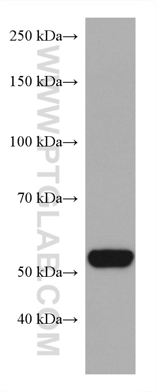 WB analysis of human heart using 67162-1-Ig