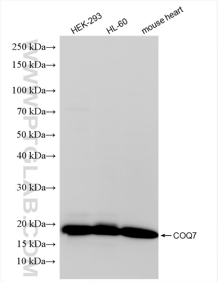WB analysis using 86394-1-RR