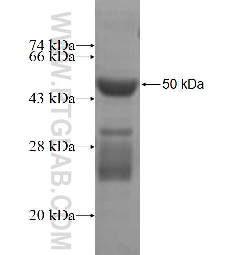 COQ7 fusion protein Ag7161 SDS-PAGE