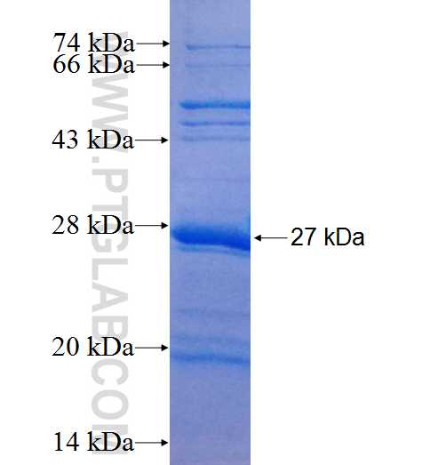 COQ7 fusion protein Ag7213 SDS-PAGE COQ7 fusion protein Ag7213 SDS-PAGE