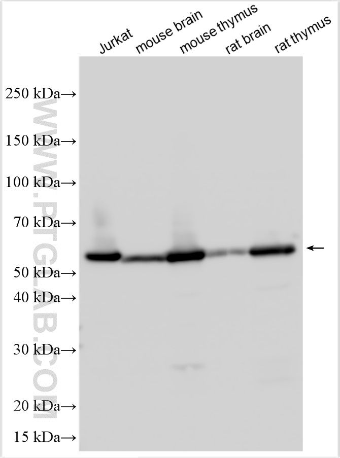 WB analysis using 17760-1-AP