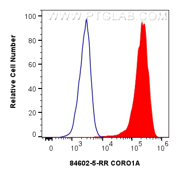 FC experiment of Jurkat using 84602-5-RR (same clone as 84602-5-PBS)