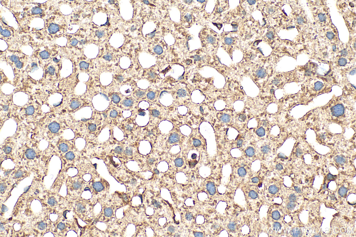 IHC staining of mouse liver using 31091-1-AP