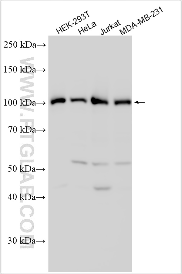 WB analysis using 31425-1-AP
