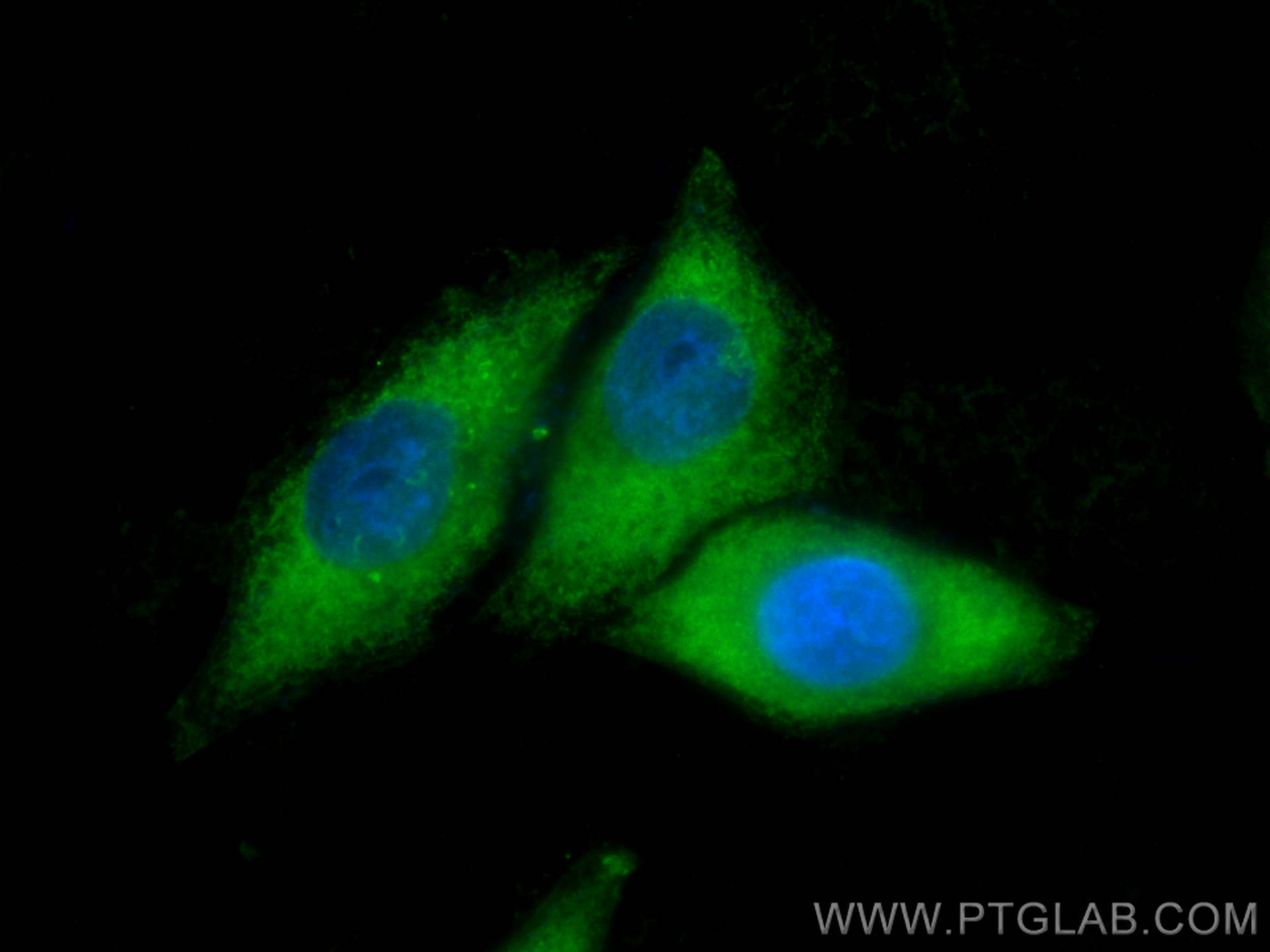 IF Staining of HepG2 using CL488-60237