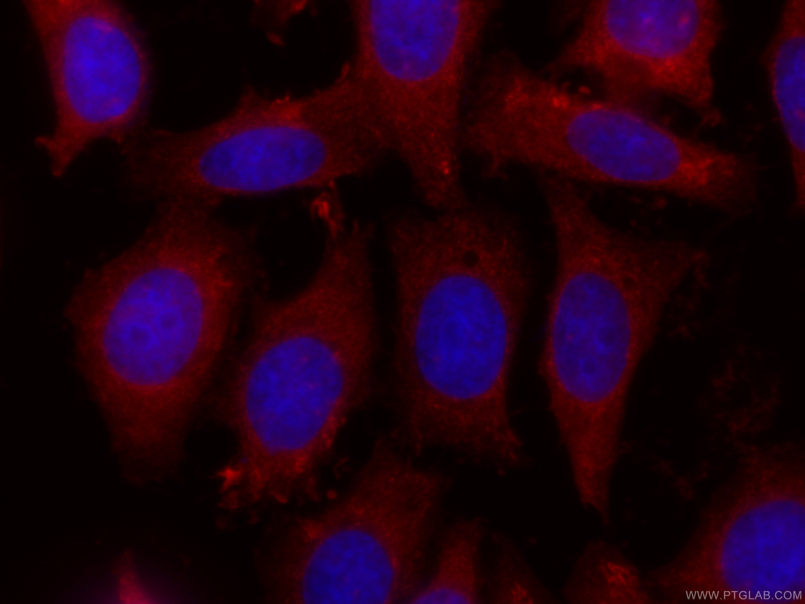 IF Staining of HepG2 using CL594-60237