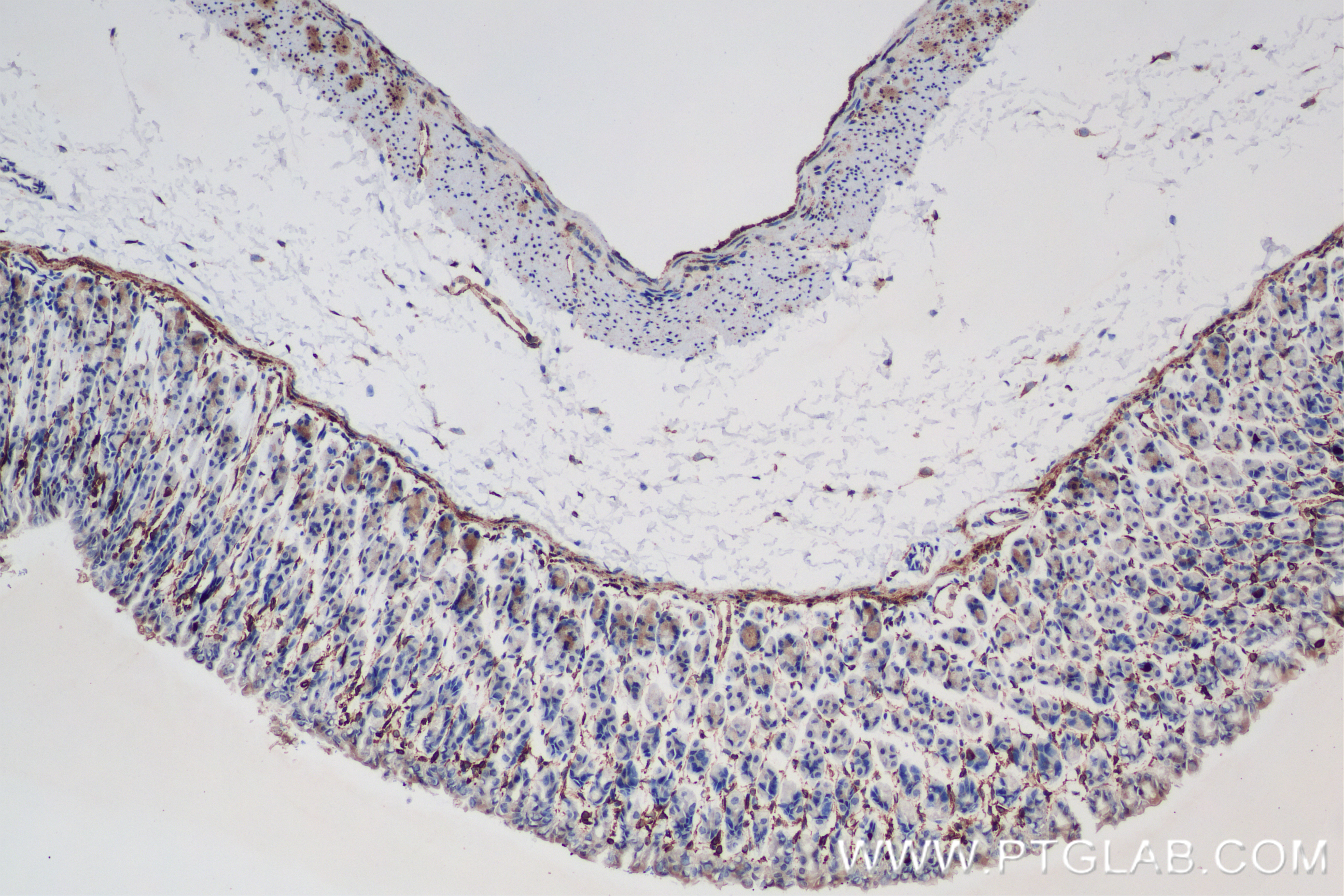 IHC staining of mouse stomach using 84151-4-RR