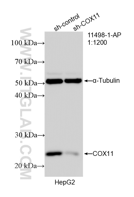 WB analysis of HepG2 using 11498-1-AP WB analysis of HepG2 using 11498-1-AP