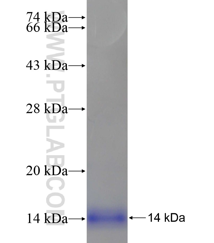 COX17 fusion protein Ag17968 SDS-PAGE COX17 fusion protein Ag17968 SDS-PAGE