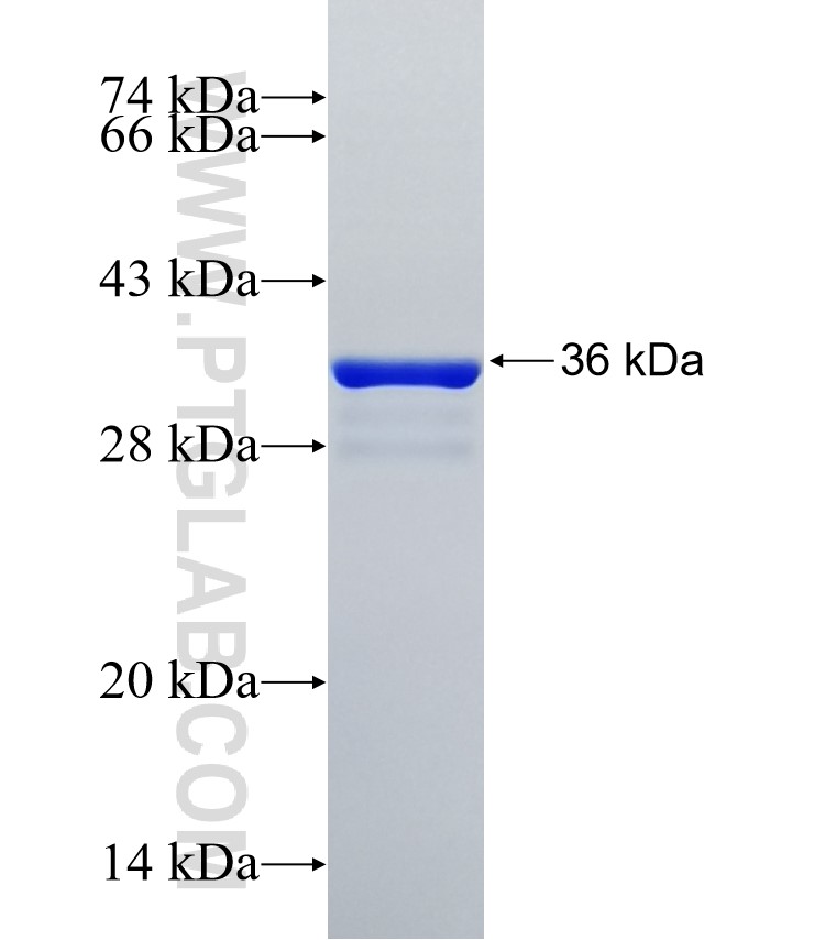 COX19 fusion protein Ag35087 SDS-PAGE