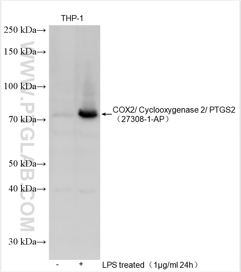 WB analysis using 27308-1-AP