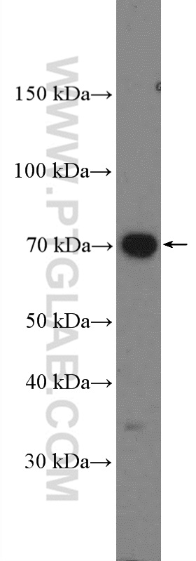 WB analysis of A549 using 27308-1-AP