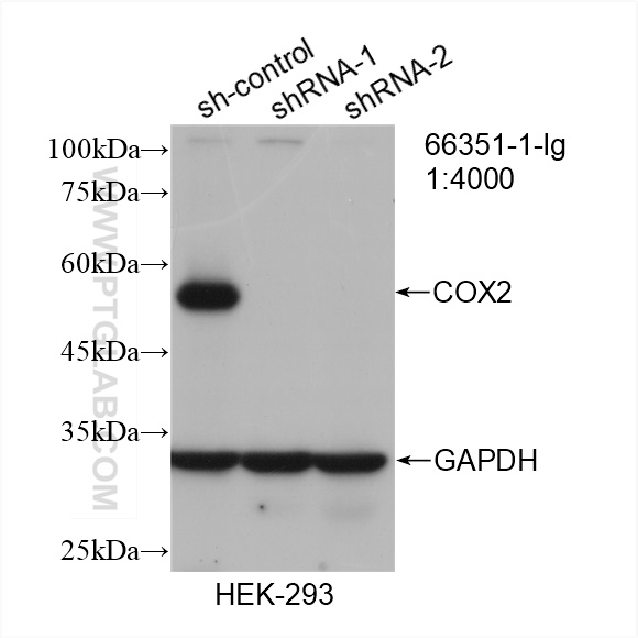 WB analysis of HEK-293 using 66351-1-Ig (same clone as 66351-1-PBS)