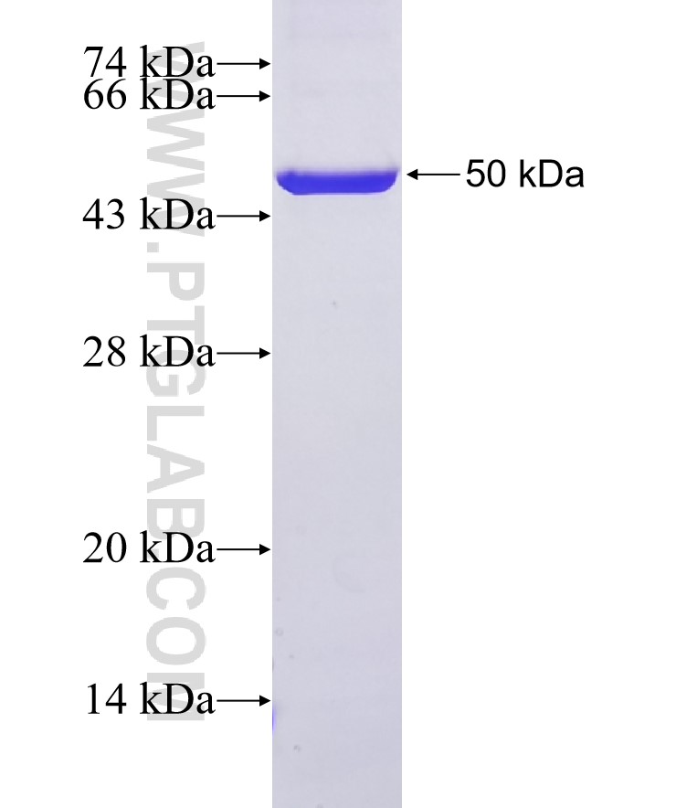 COX2/ Cyclooxygenase 2 fusion protein Ag24721 SDS-PAGE