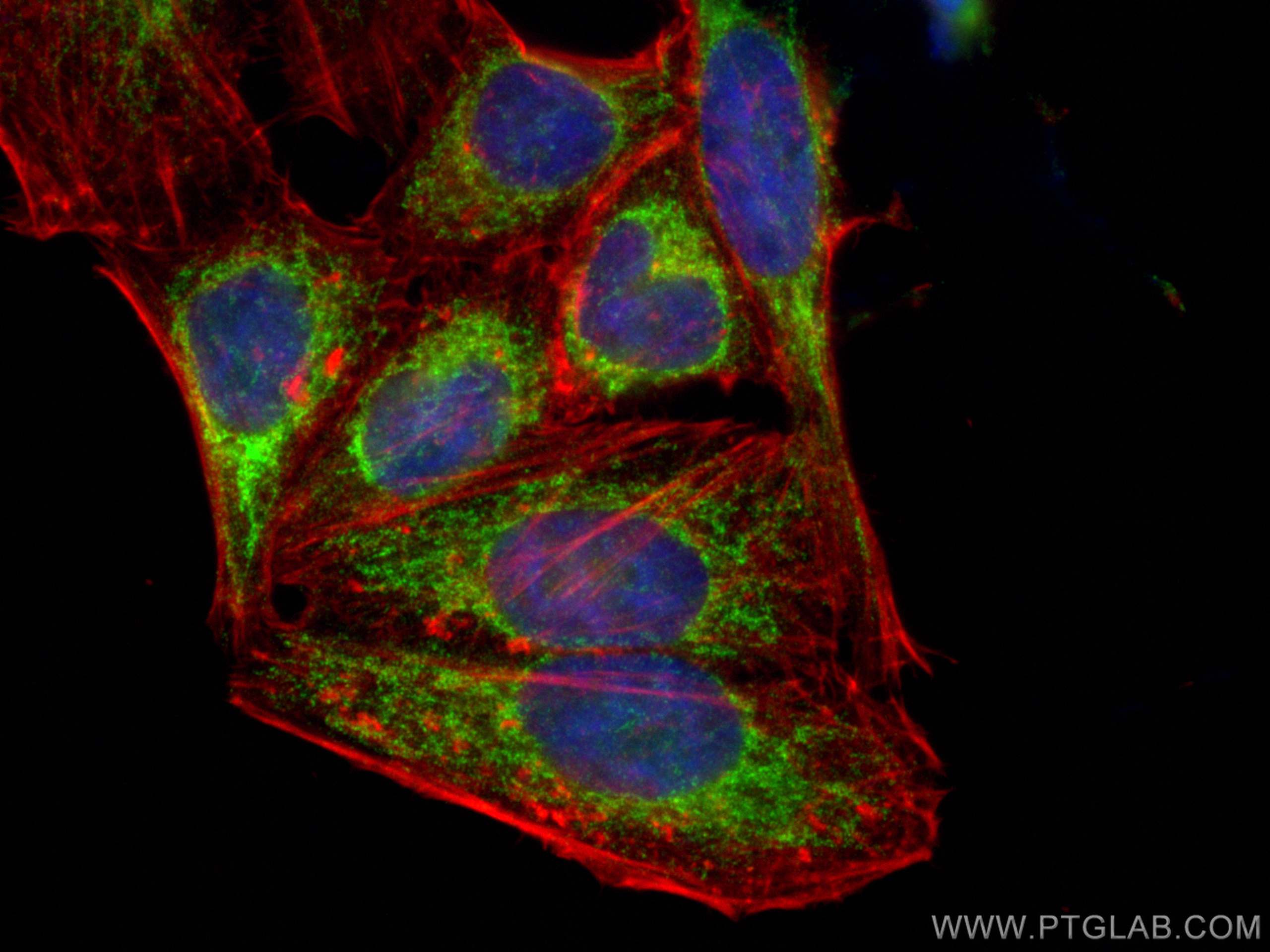 IF Staining of HepG2 using 55070-1-AP