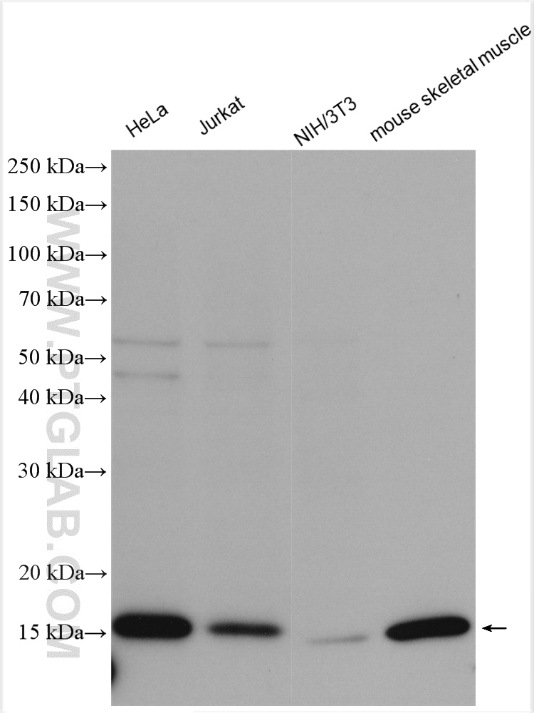 WB analysis using 11242-1-AP