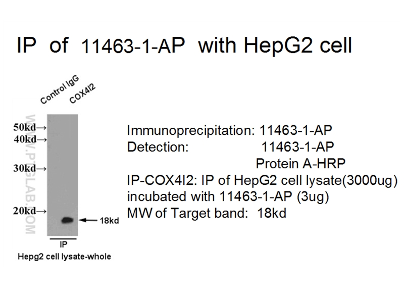 IP experiment using 11463-1-AP