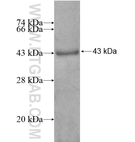 COX4NB fusion protein Ag13720 SDS-PAGE