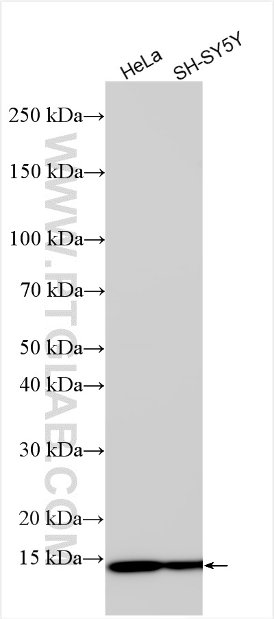 WB analysis using 11448-1-AP