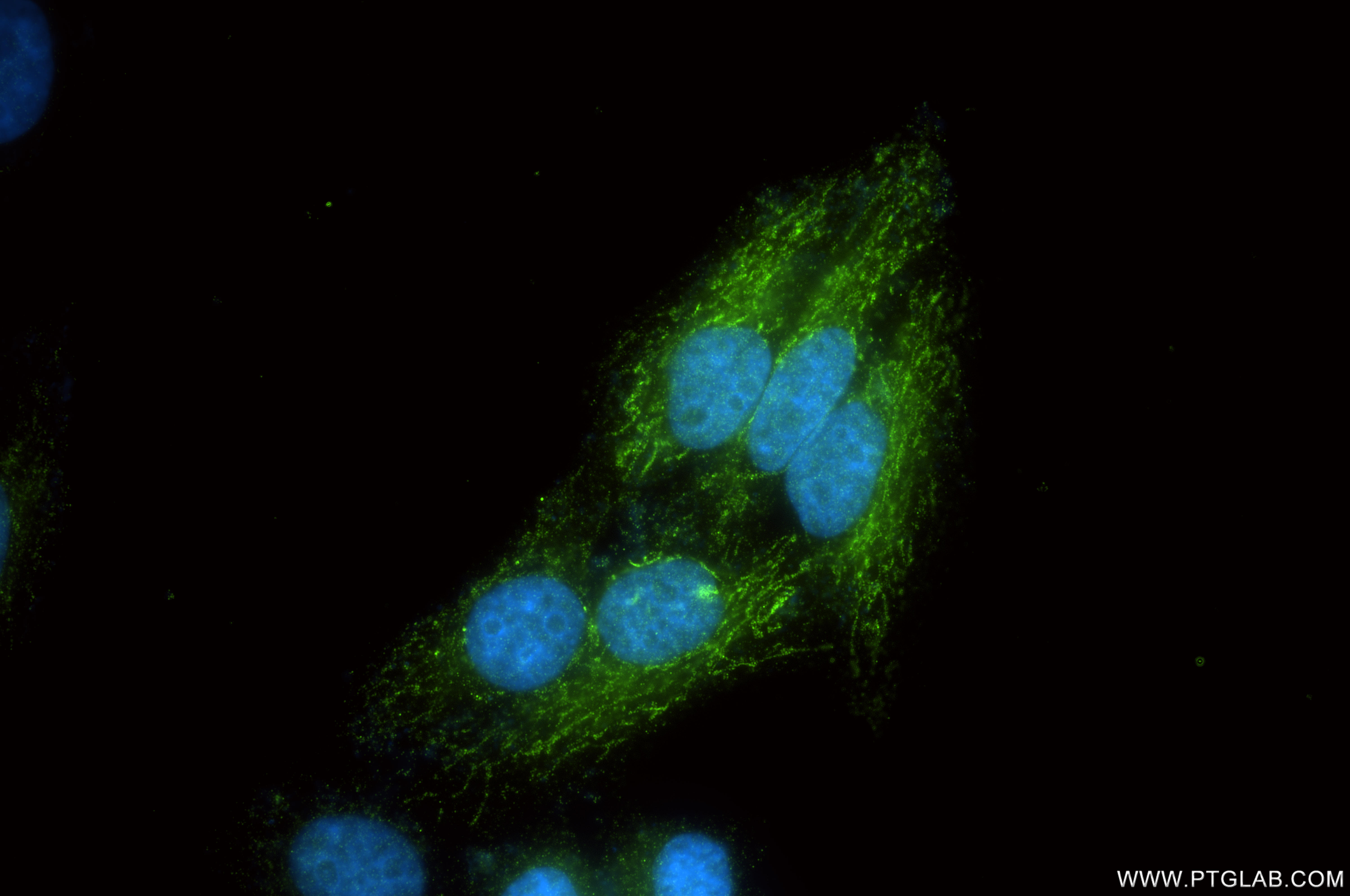 Immunofluorescent analysis of (4% PFA) fixed HepG2 cells using COX5A antibody (<a class='green' href='/productredirect?CatalogNo=86938-1-RR' target='_blank'>86938-1-RR</a>, Clone: 251697F7 ) at dilution of 1:500 and CoraLite®488-Conjugated Goat Anti-Rabbit IgG(H+L) (<a class='green' href='/productredirect?CatalogNo=SA00013-2' target='_blank'>SA00013-2</a>). This data was developed using the same antibody clone with 86938-1-PBS in a different storage buffer formulation. IF Staining of HepG2 using 86938-1-RR (same clone as 86938-1-PBS)