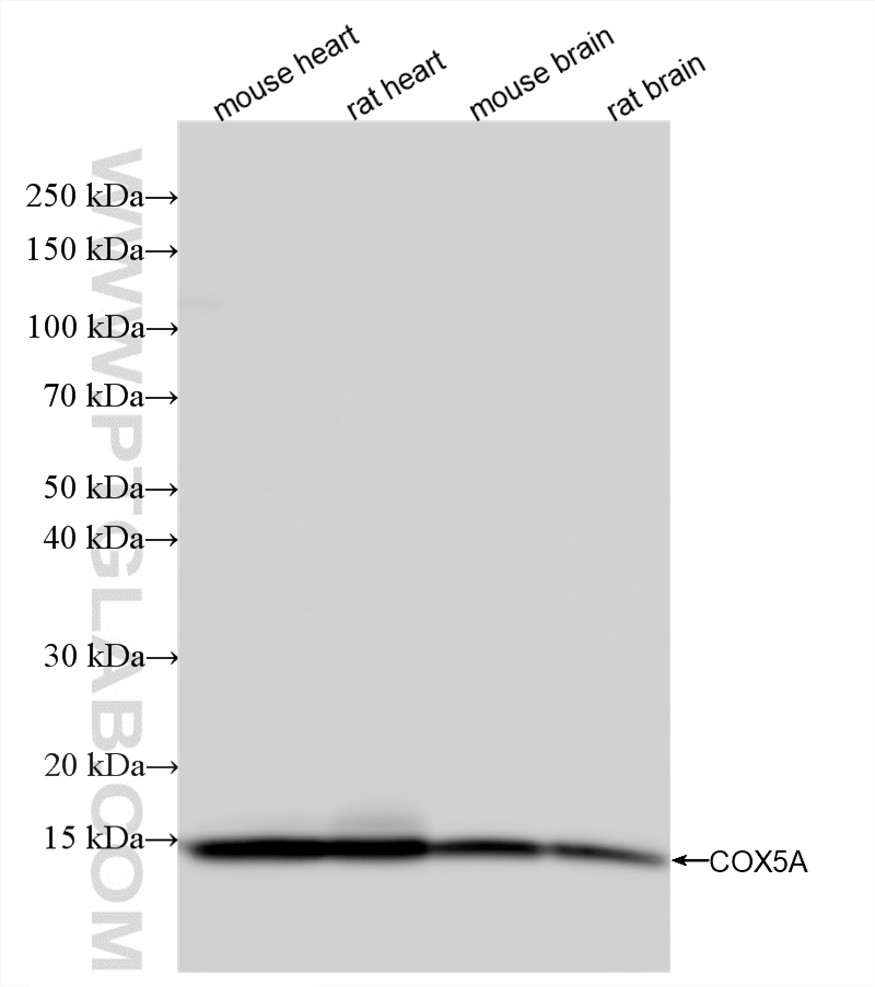 Various lysates were subjected to SDS PAGE followed by western blot with <a class='green' href='/productredirect?CatalogNo=86938-1-RR' target='_blank'>86938-1-RR</a> (COX5A antibody) at dilution of 1:10000 incubated at room temperature for 1.5 hours. This data was developed using the same antibody clone with 86938-1-PBS in a different storage buffer formulation. WB analysis using 86938-1-RR (same clone as 86938-1-PBS)