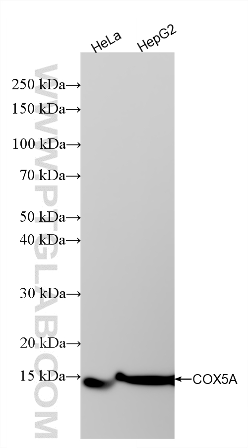 Various lysates were subjected to SDS PAGE followed by western blot with <a class='green' href='/productredirect?CatalogNo=86938-1-RR' target='_blank'>86938-1-RR</a> (COX5A antibody) at dilution of 1:10000 incubated at room temperature for 1.5 hours. This data was developed using the same antibody clone with 86938-1-PBS in a different storage buffer formulation. WB analysis using 86938-1-RR (same clone as 86938-1-PBS)