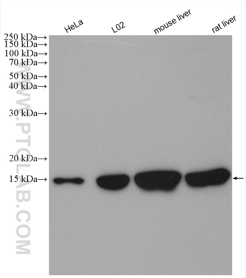 WB analysis using 11418-2-AP