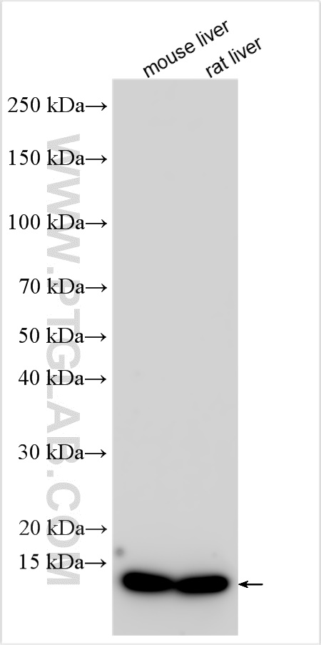 WB analysis using 11460-1-AP