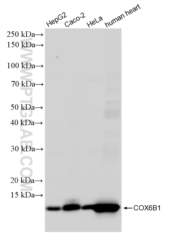 WB analysis using 86783-3-RR