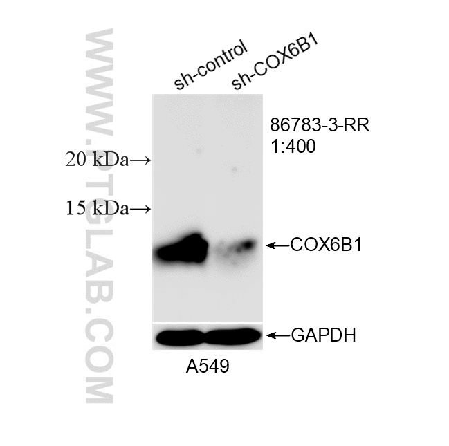 WB analysis of A549 using 86783-3-RR WB analysis of A549 using 86783-3-RR
