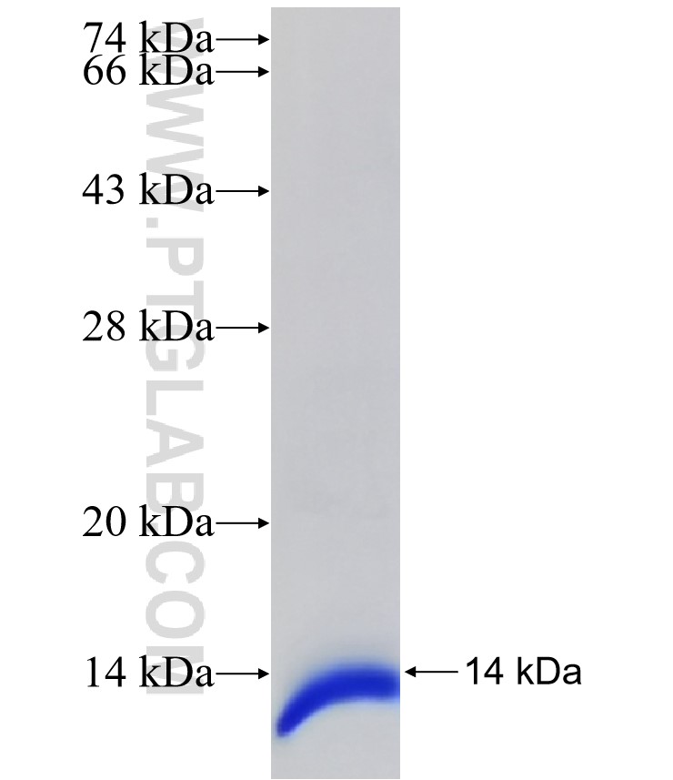 COX6B1 fusion protein Ag32903 SDS-PAGE