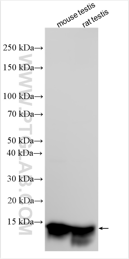 WB analysis using 11437-1-AP