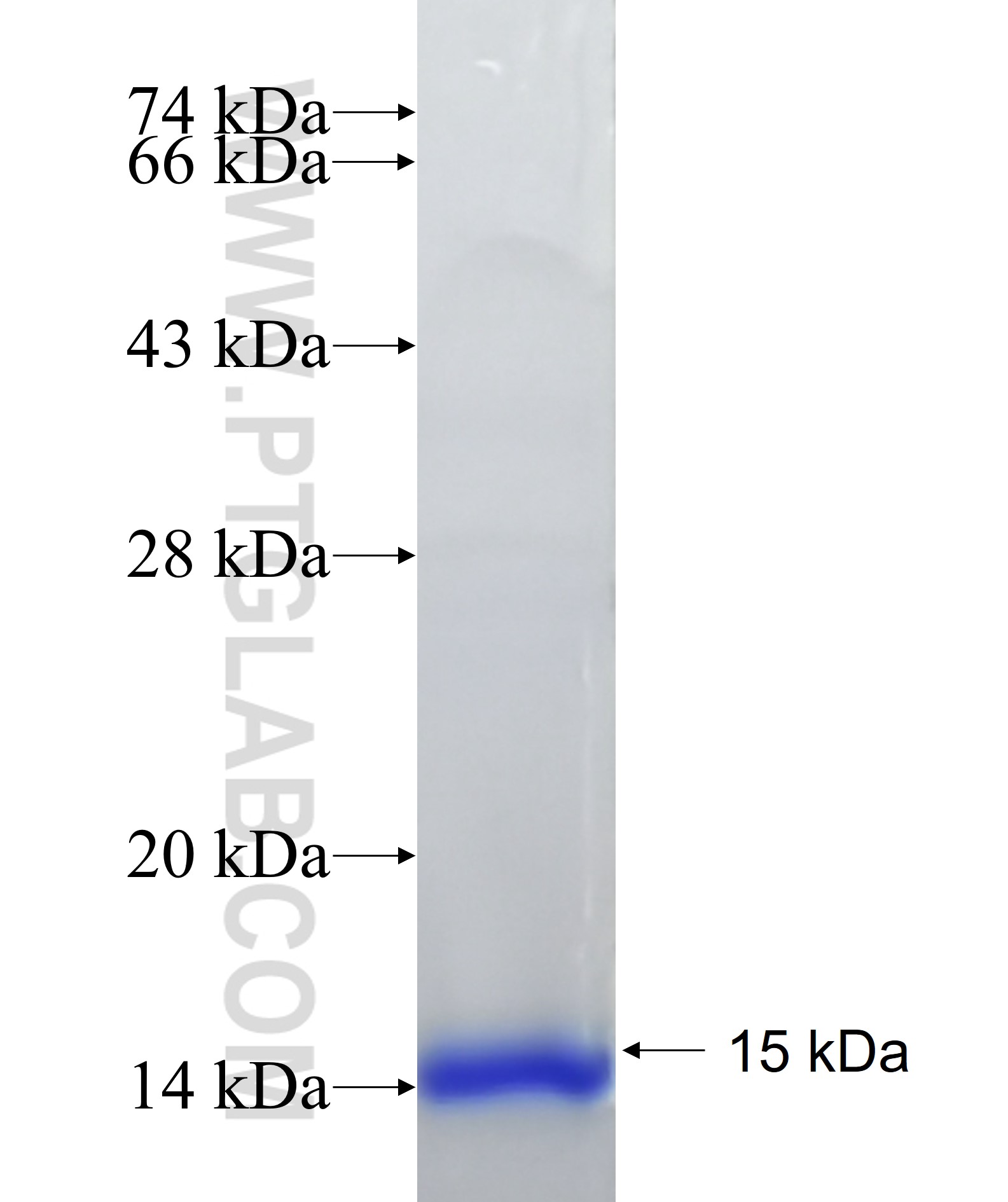 COX6B2 fusion protein Ag33133 SDS-PAGE