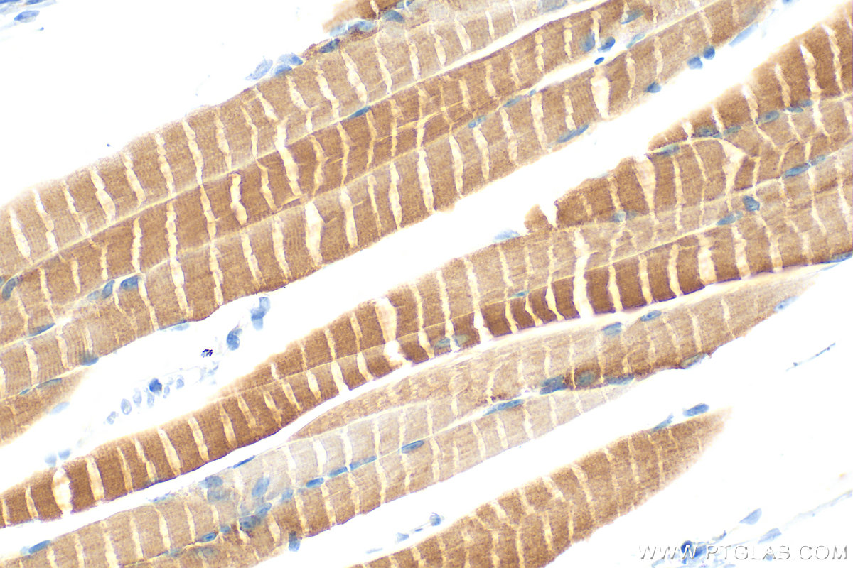 IHC staining of mouse skeletal muscle using 11429-2-AP