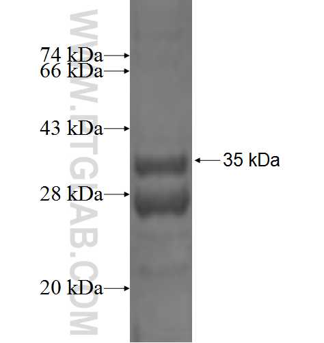 COX6C fusion protein Ag1982 SDS-PAGE