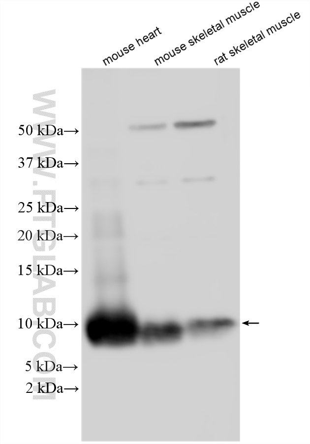 WB analysis using 11411-2-AP