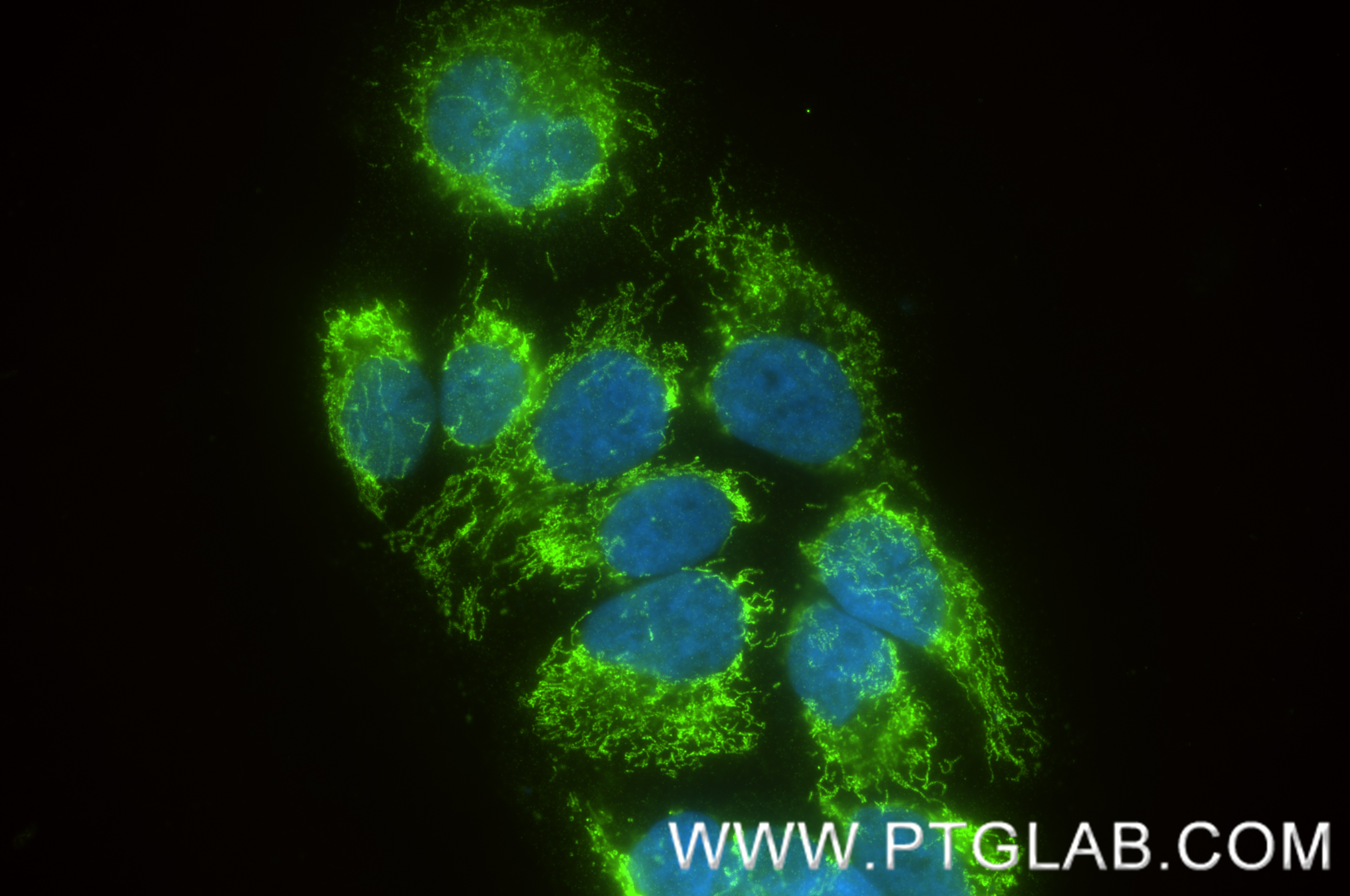 IF Staining of HepG2 using 82916-1-RR