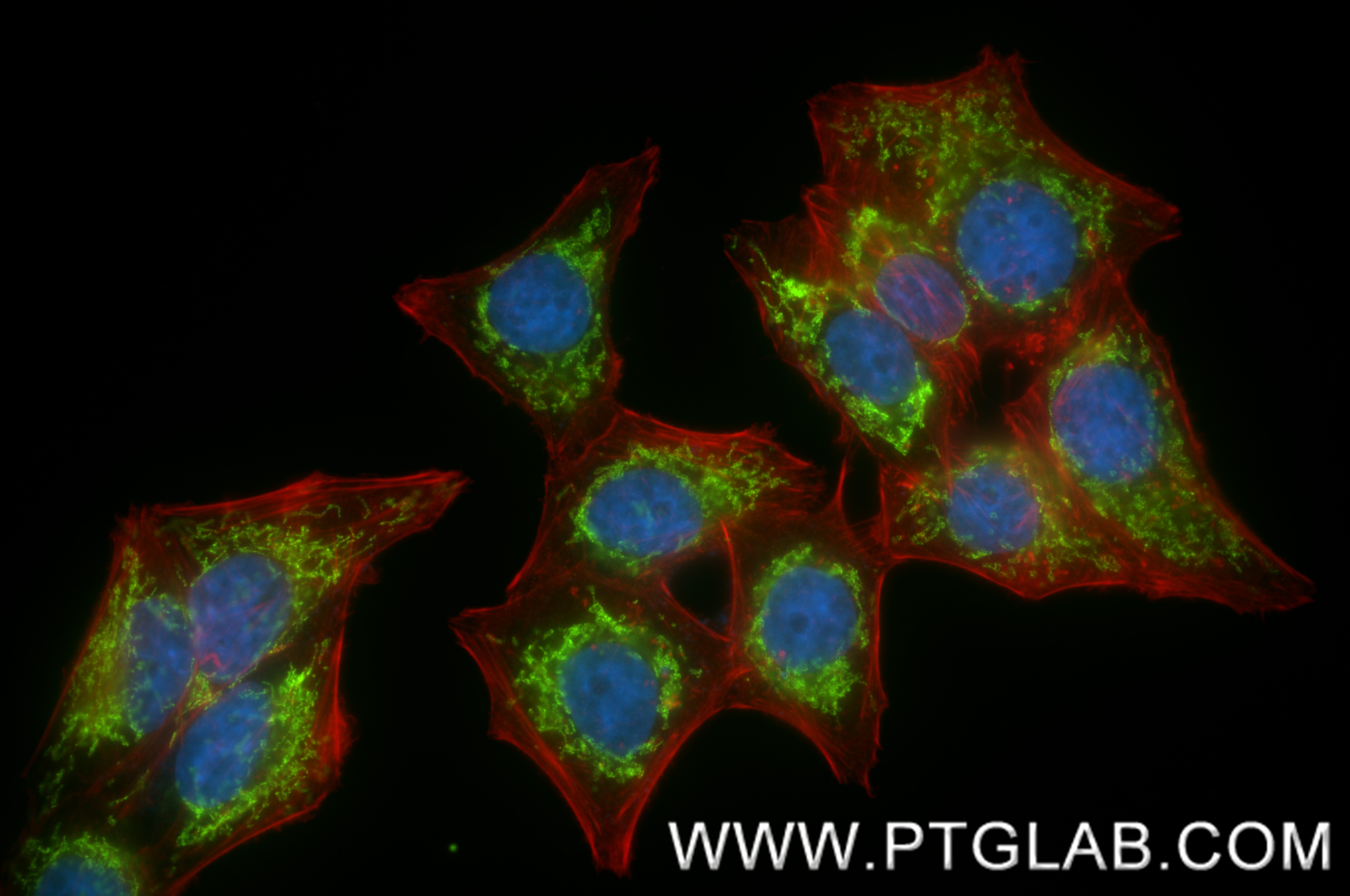 Immunofluorescent analysis of (4% PFA) fixed HepG2 cells using COXIV antibody (<a class='green' href='/productredirect?CatalogNo=82916-1-RR' target='_blank'>82916-1-RR</a>, Clone: 3K20 ) at dilution of 1:800 and CoraLite®488-Conjugated Goat Anti-Rabbit IgG(H+L) (<a class='green' href='/productredirect?CatalogNo=SA00013-2' target='_blank'>SA00013-2</a>), CL594-Phalloidin (red). This data was developed using the same antibody clone with 82916-1-PBS in a different storage buffer formulation. IF Staining of HepG2 using 82916-1-RR (same clone as 82916-1-PBS)