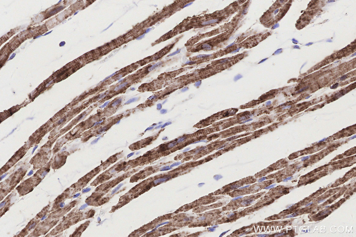 IHC staining of rat heart using 82916-1-RR IHC staining of rat heart using 82916-1-RR