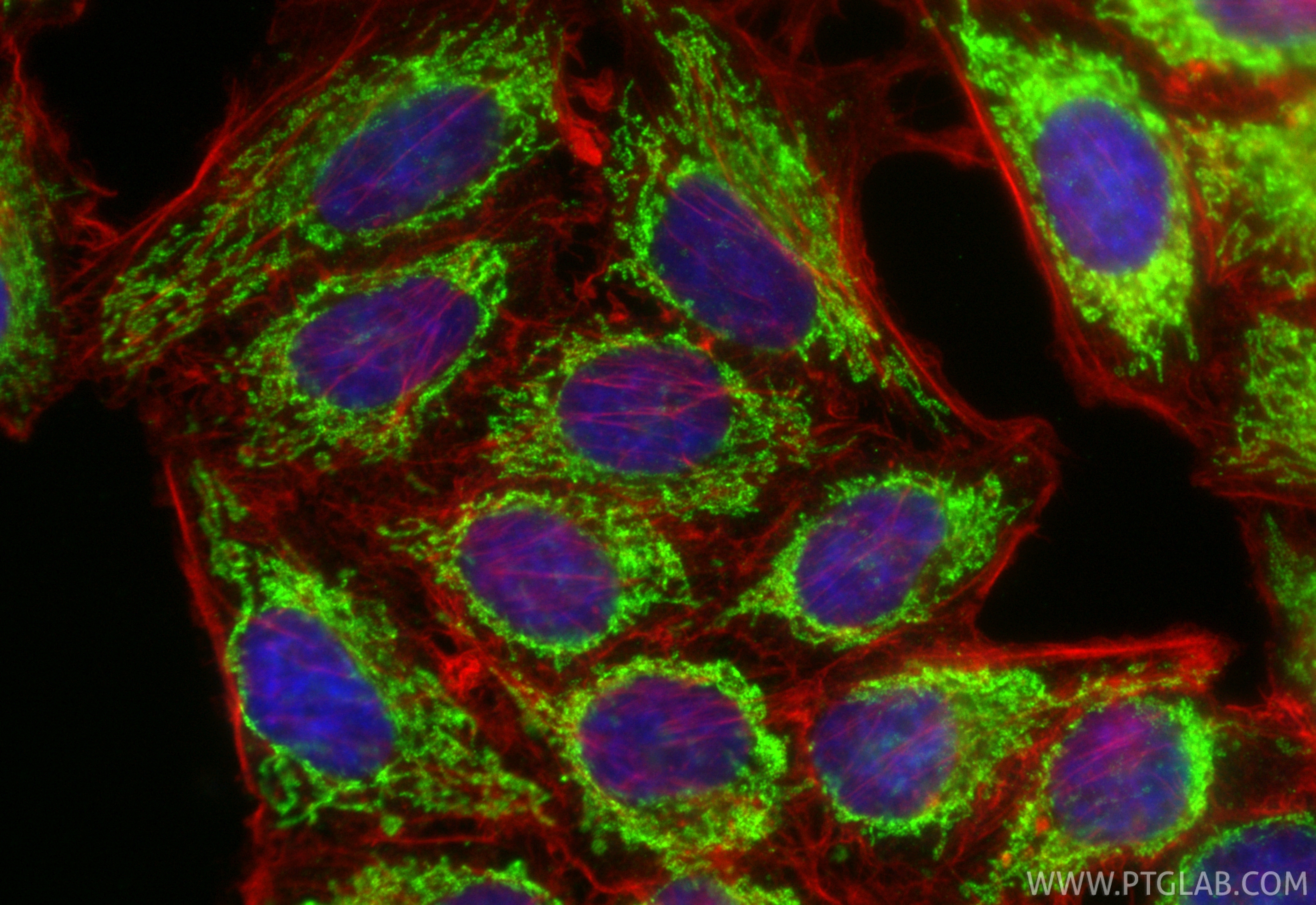 Immunofluorescent analysis of (4% PFA) fixed HepG2 cells using COXIV antibody (82916-2-RR, Clone: 2E13 ) at dilution of 1:500 and CoraLite®488-Conjugated Goat Anti-Rabbit IgG(H+L) (<a class='green' href='/productredirect?CatalogNo=SA00013-2' target='_blank'>SA00013-2</a>), CL594-Phalloidin (red). IF Staining of HepG2 using 82916-2-RR