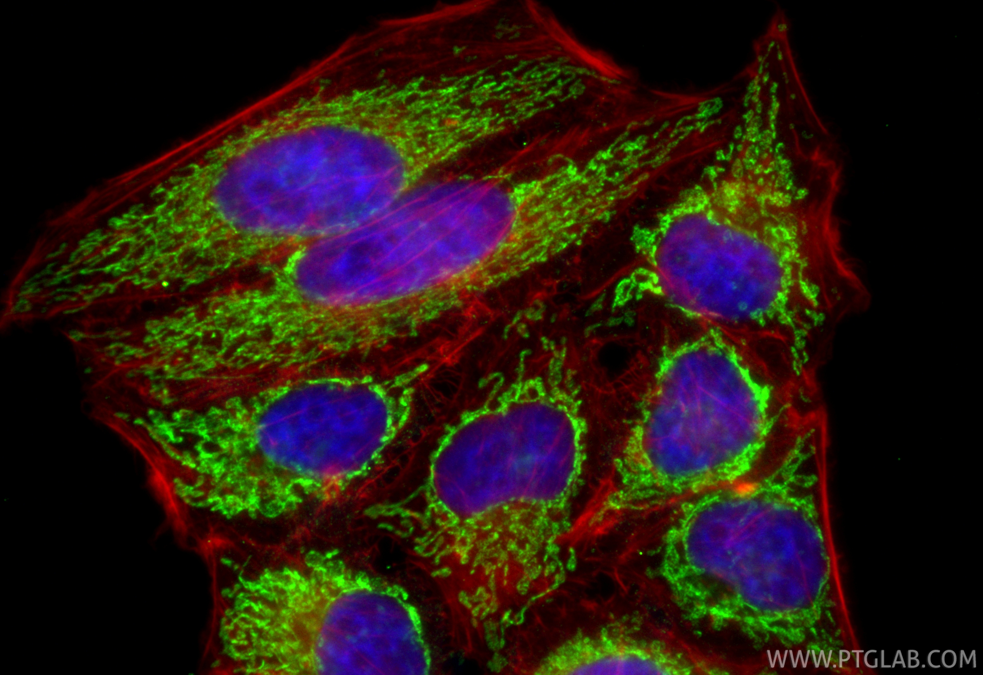 Immunofluorescent analysis of (4% PFA) fixed HepG2 cells using CoraLite® Plus 488 COXIV antibody (CL488-82916-2, Clone: 2E13 ) at dilution of 1:200, CL594-Phalloidin (red). IF Staining of HepG2 using CL488-82916-2
