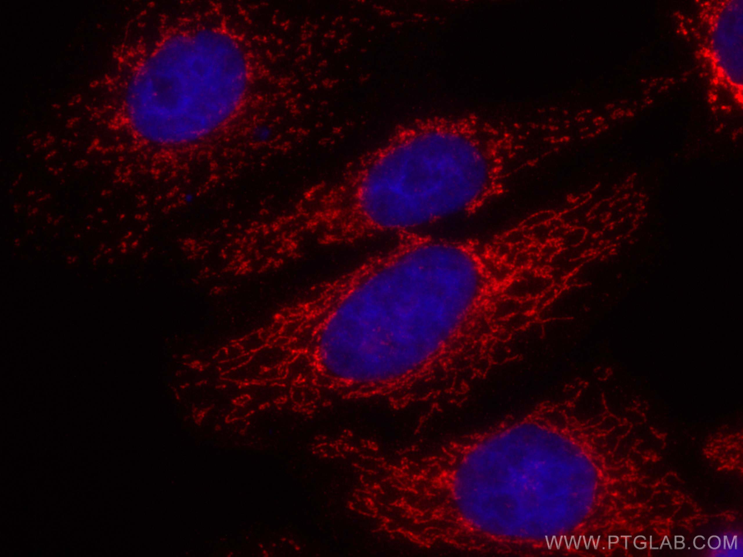 IF Staining of HepG2 using CL594-11242