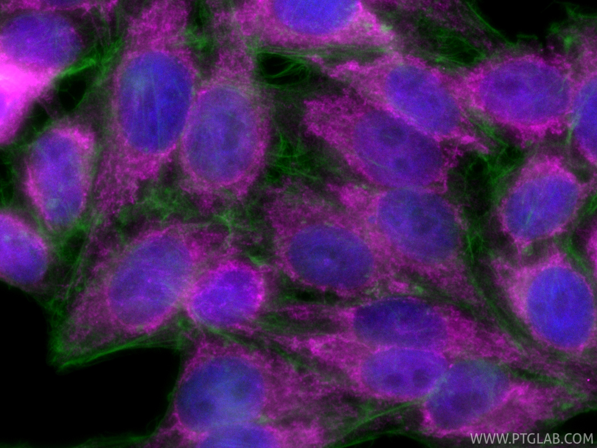 IF Staining of HepG2 using CL647-82916