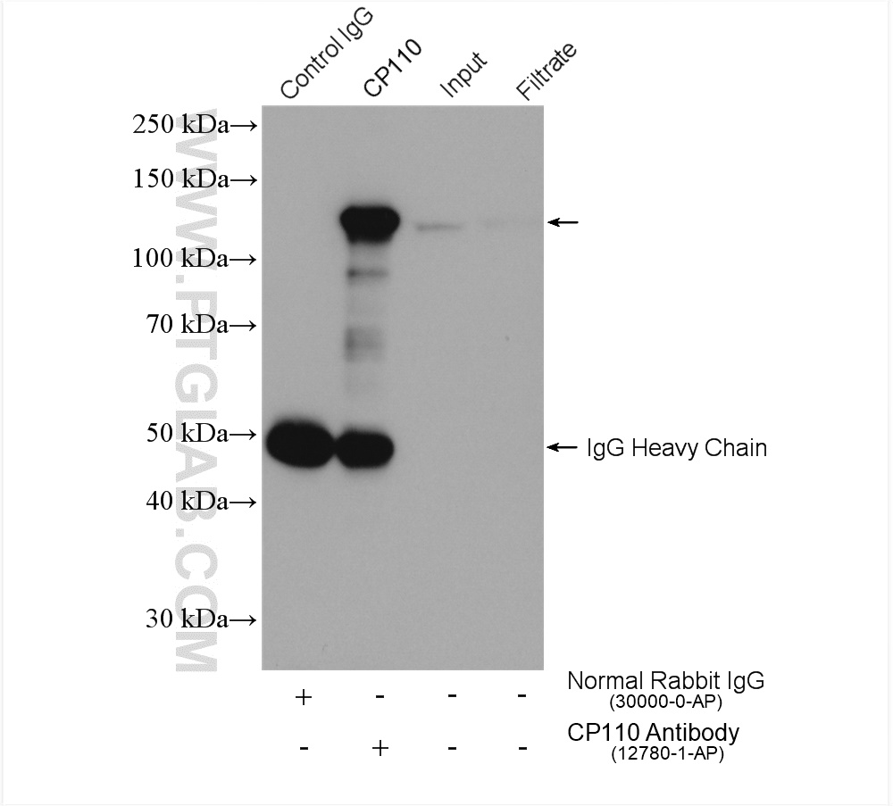 IP experiment of Jurkat using 12780-1-AP