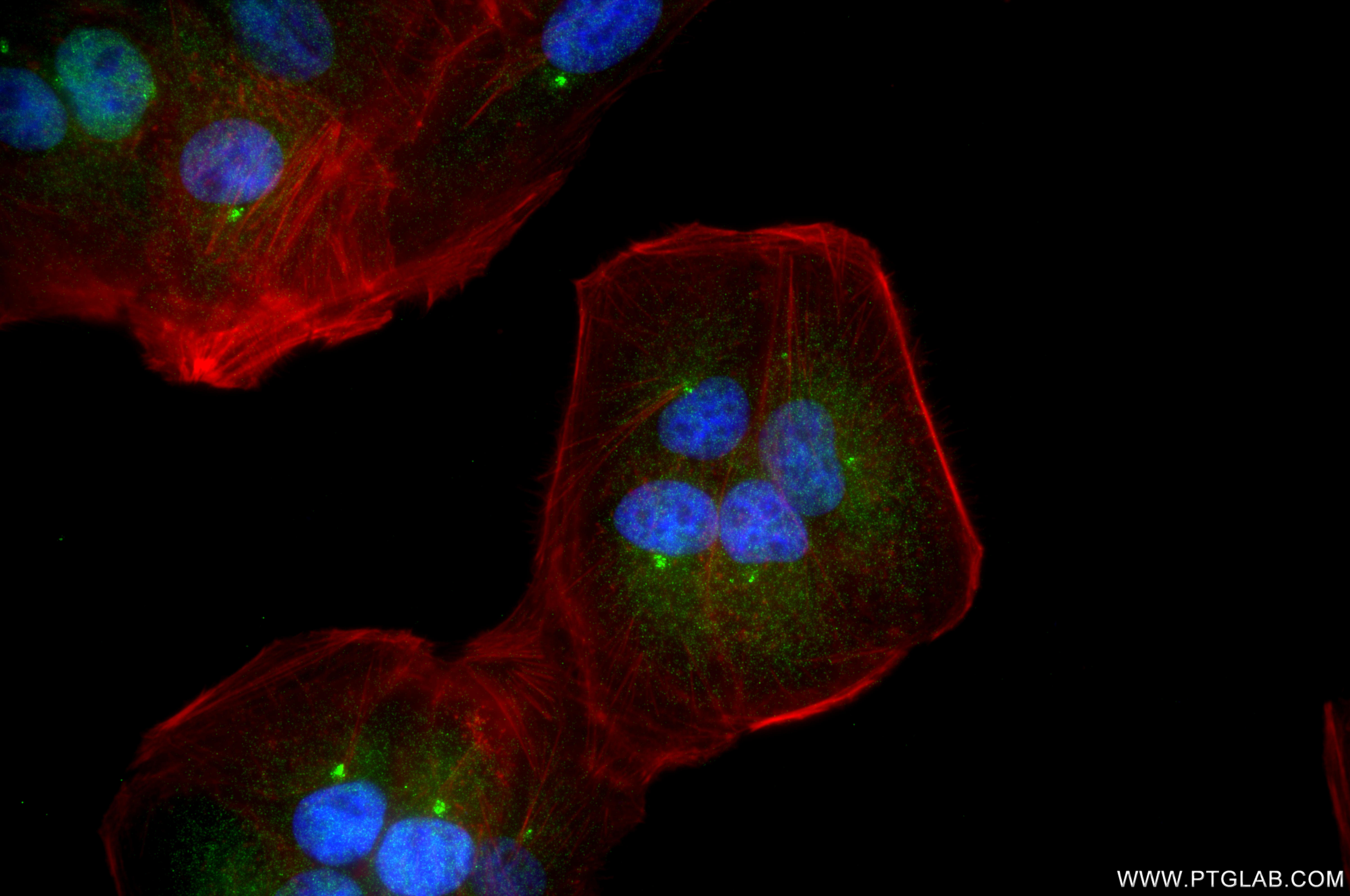 IF Staining of hTERT-RPE1 using 80965-6-RR