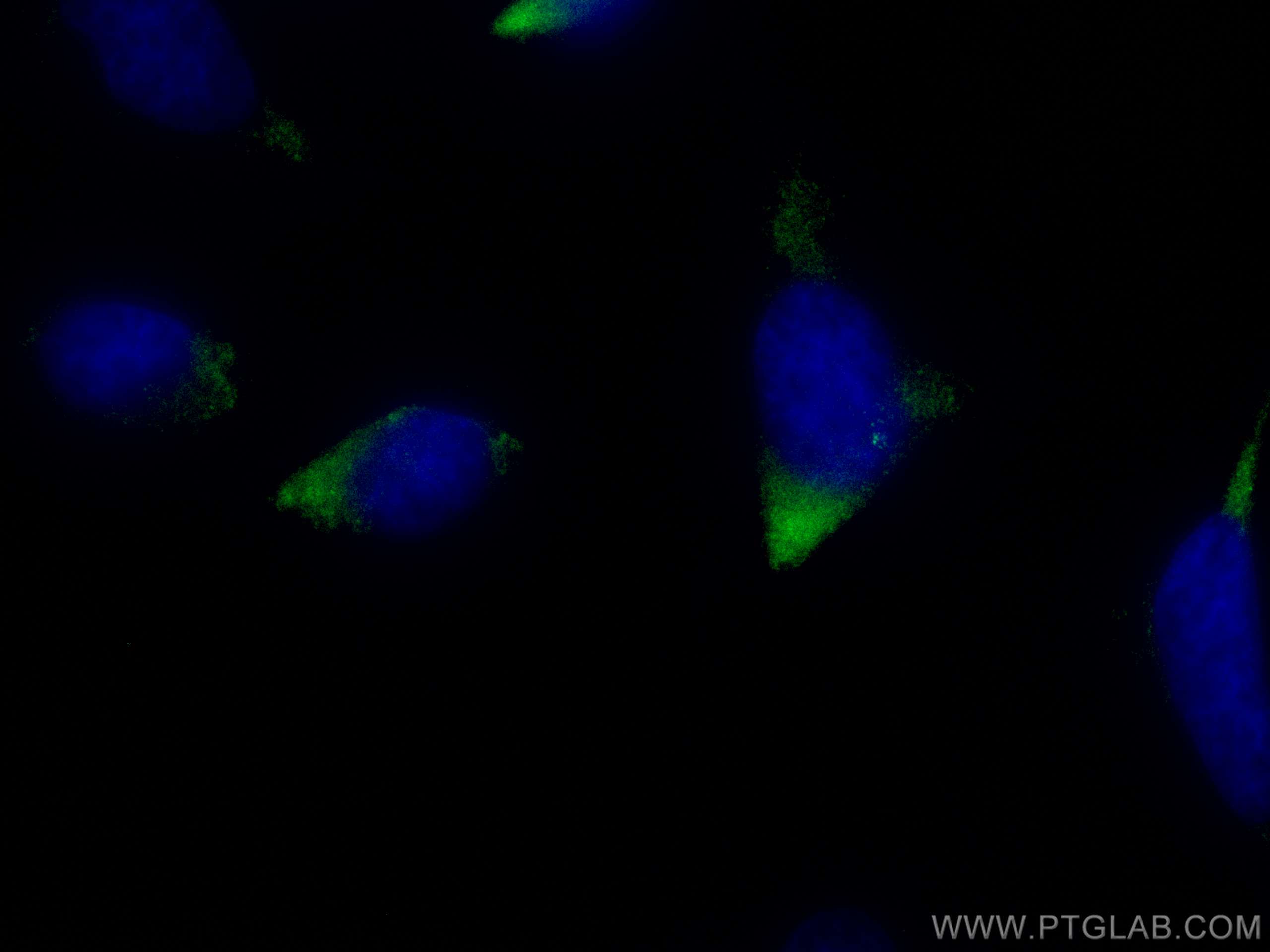 IF Staining of HeLa using CL488-12780