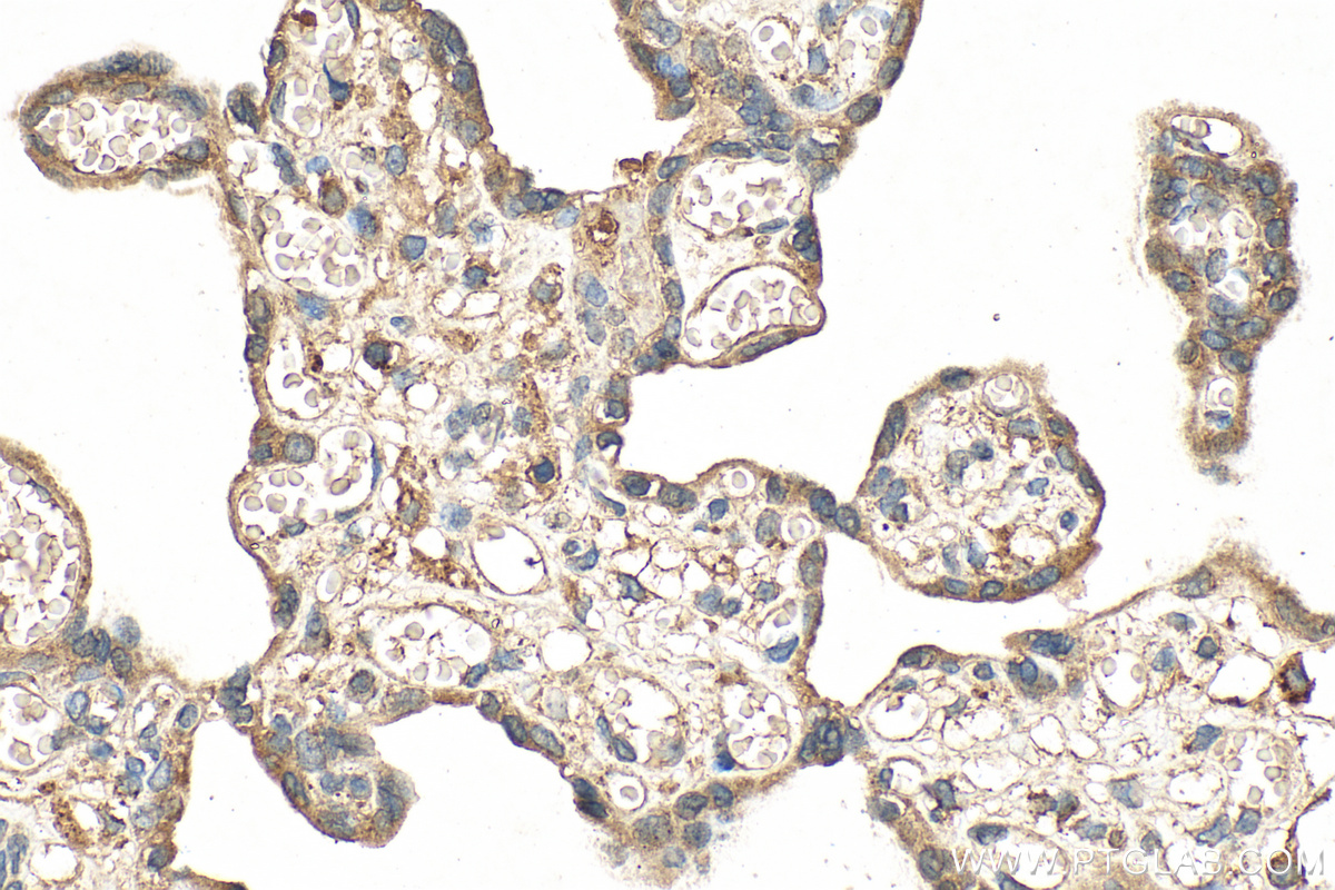 IHC staining of human placenta using 68826-1-Ig